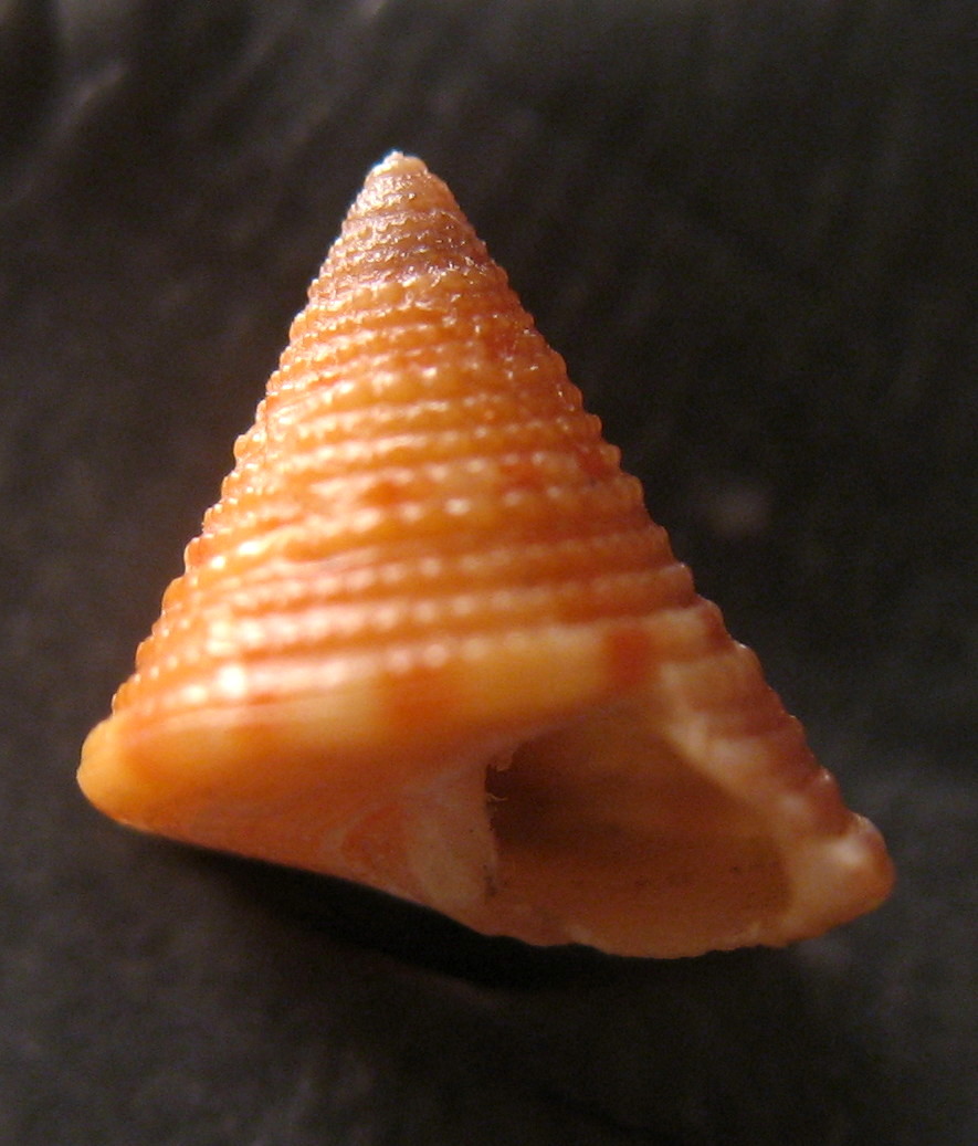 Calliostoma sp.